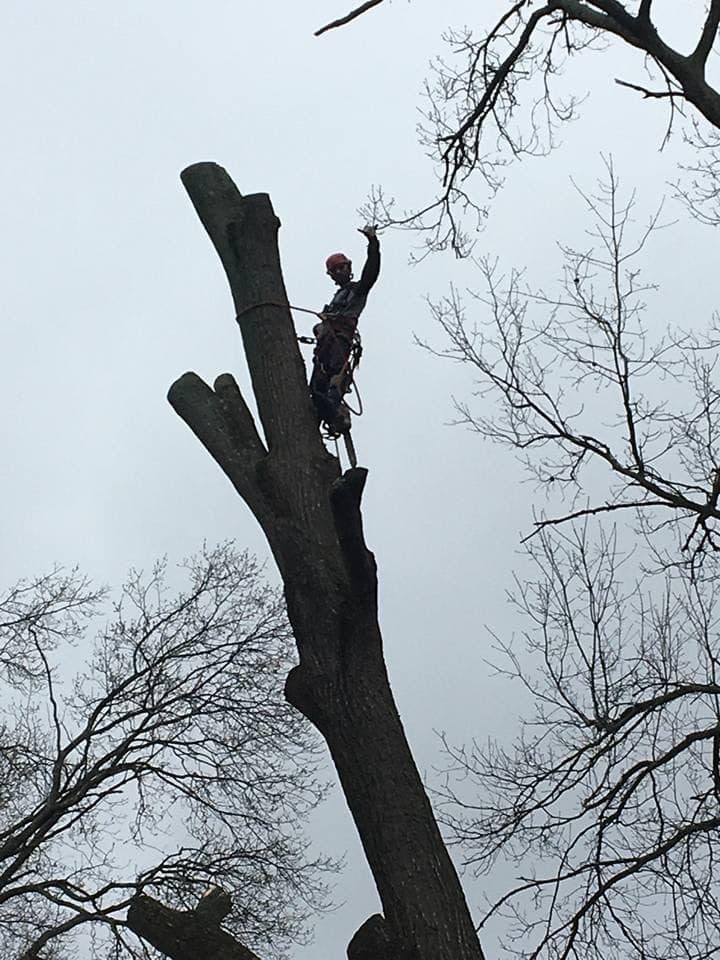 Photo of man sawing tree						
