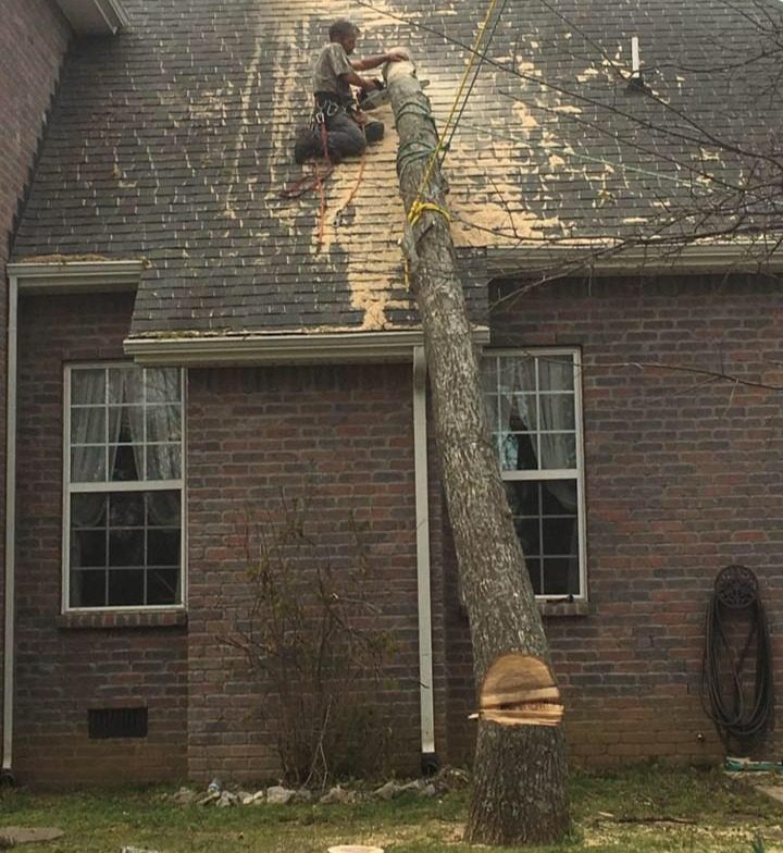 Lumberjack removing tree						